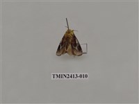 藏品(中銀紋刺蛾)的圖片